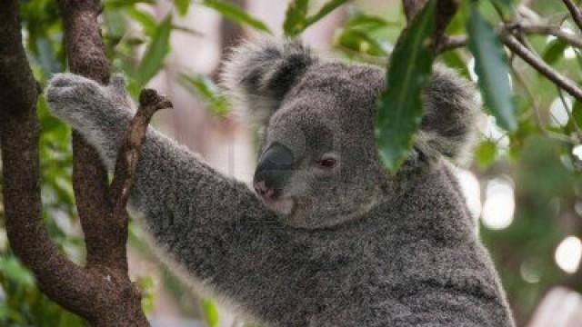 Komm kuscheln, Koala!