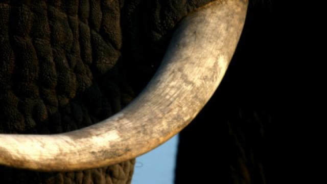 Wie versteckt sich ein Elefant?