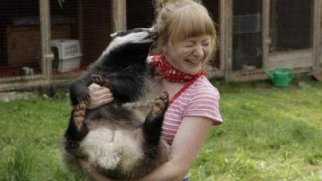 Wo wohnt der Dachs?