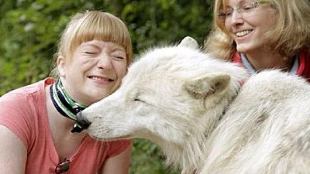 Wie böse ist der Wolf?