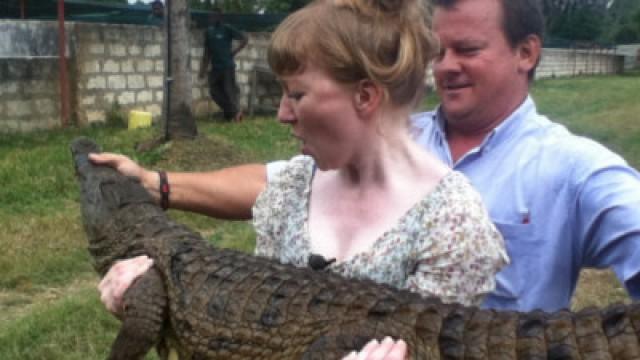 Wenn Krokodile Babys haben