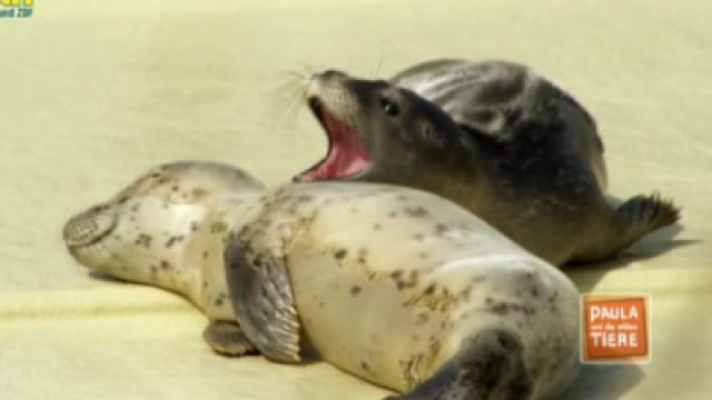 Eine Sandbank voller Robben