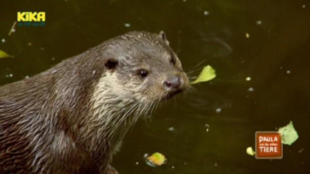 Ein Otter namens Nemo