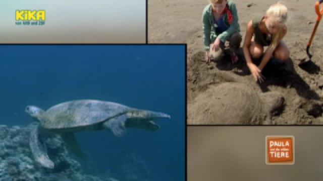 Wie Schildkröten Eier legen