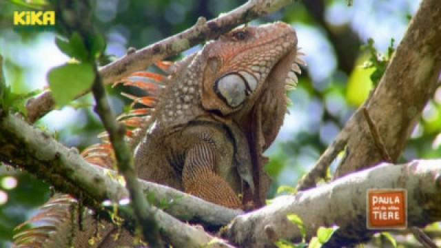 Warum nickt der Leguan?