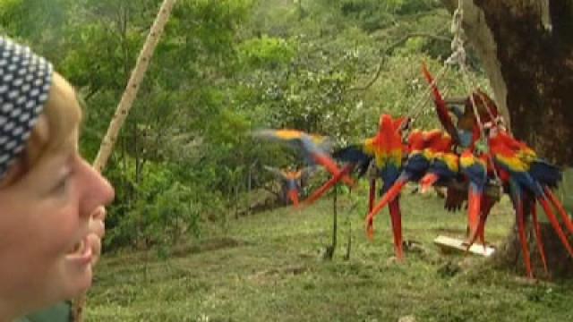 Die bunten Vögel Costa Ricas