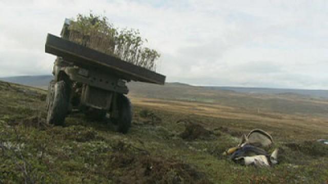 Le reboisement de l'Islande