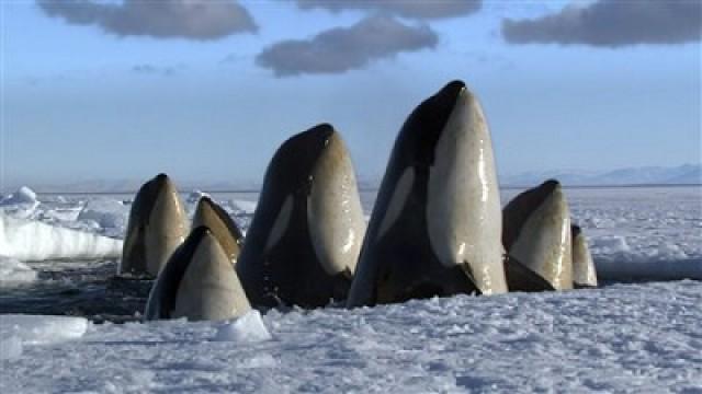 Terres de glace (1er de 6): Aux bouts du monde