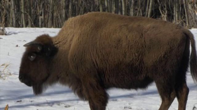 Le retour du bison