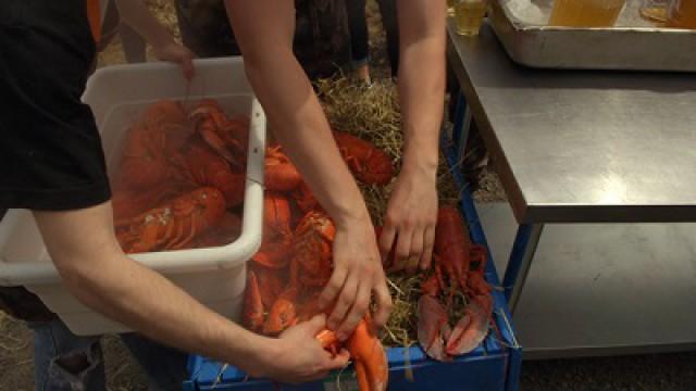 Des homards à la cabane!