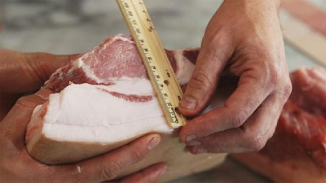 Des cochons tout ronds
