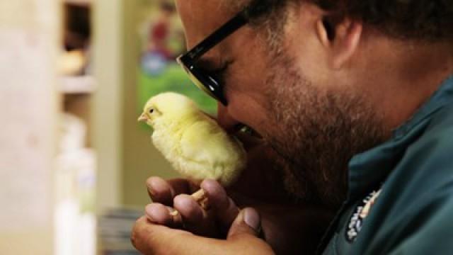 Ça roule, ma poule!