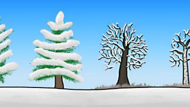 How do Trees Survive Winter?