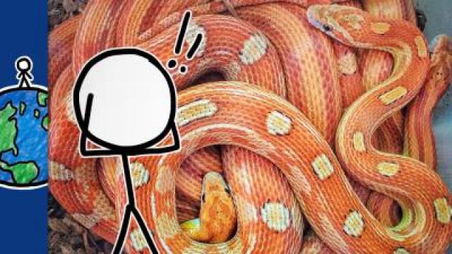 Why Are Snakes So Creepy?