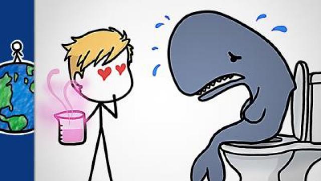 Why Perfume Makers Love Constipated Whales