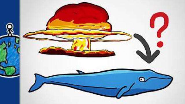 What Nuclear Bombs Taught Us About Whales