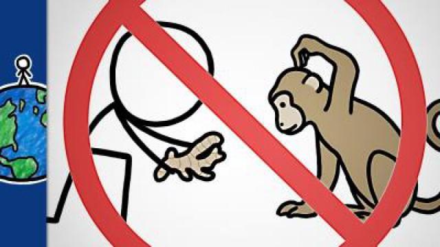 Why You Shouldn't Give Ginger To Monkeys (and other animal sayings)