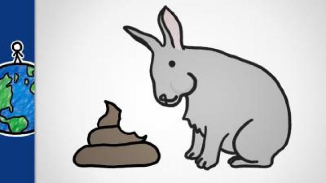 Why Do Some Animals Eat Poop?