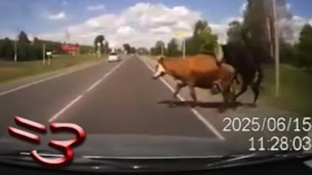 Cow Sex Accident