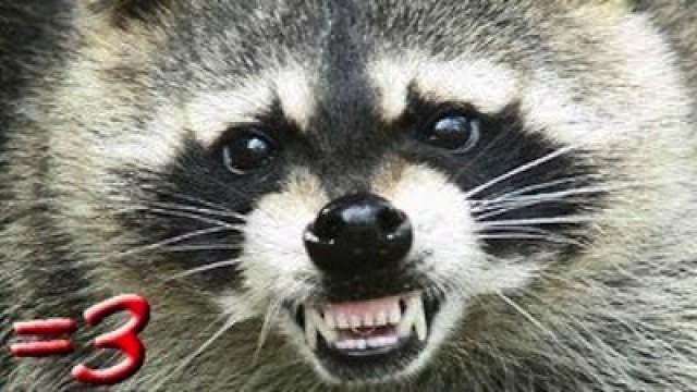 Kevin Rose Raccoon Attack