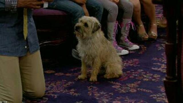 Haunted Dog