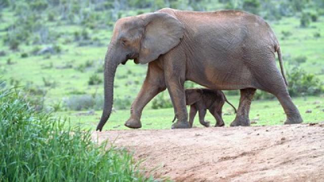 Was It Designed? The Elephant’s Trunk