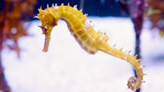 Was It Designed? The Seahorse’s Tail