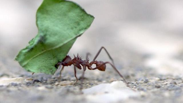 Was It Designed? How Do Ants Avoid Traffic Jams?