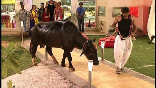 Inmates say goodbye to their buffalo friend