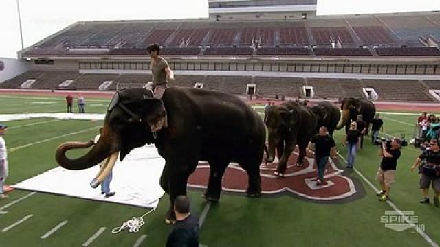 Elephant Herd Vanish