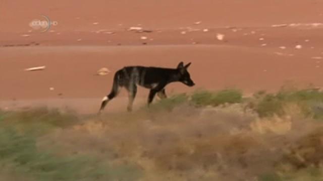 Dingo: Wild Dogs at War