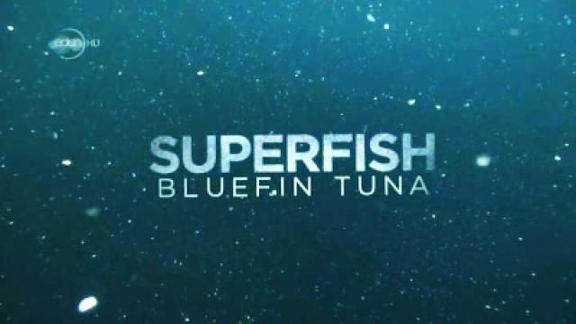 Superfish: Bluefin Tuna