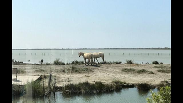 Le Pays camarguais