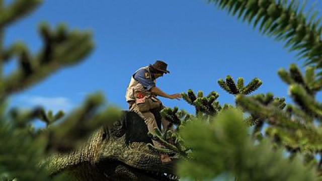 Brachiosaurus and Monkey Puzzle