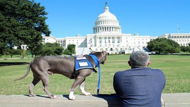 Cesar Millan: Love My Pit Bull