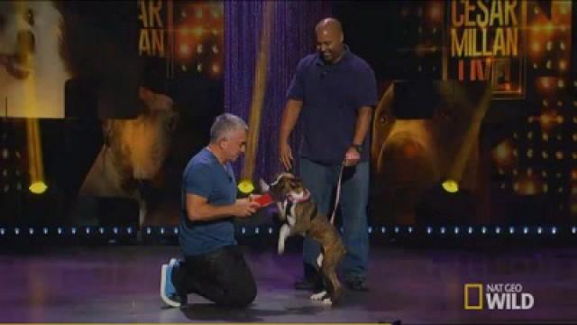 Cesar Millan: Viva Las Vegas!