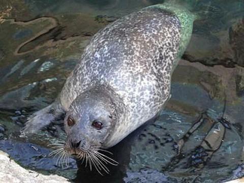 The Seal Who Came Home