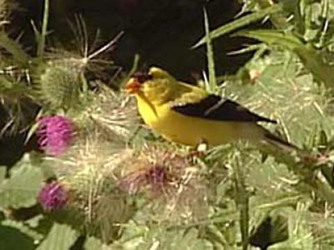 Birders, Banders and Binoculars