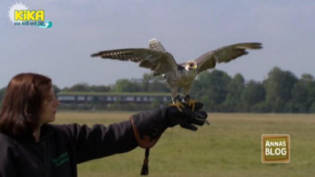 Der Falkner und seine Greifvögel