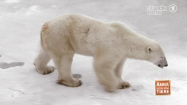 Wenn der Eisbär fliegen muss