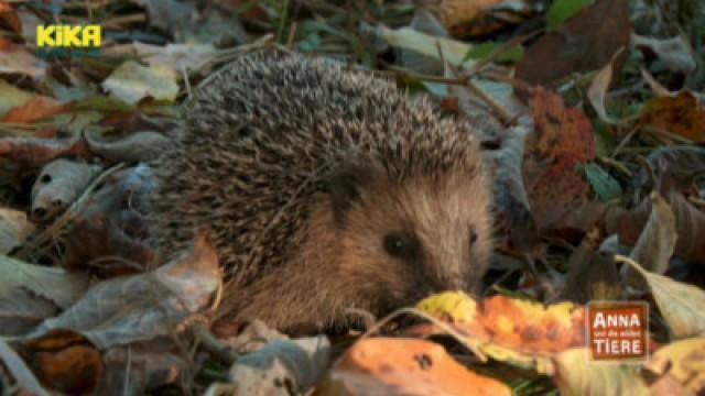 Wie kommt der Igel durch den Winter?