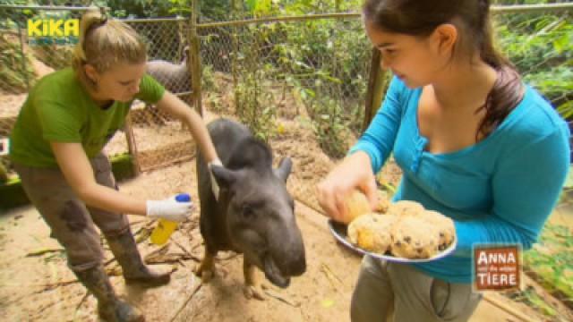 Ein Tapir geht baden