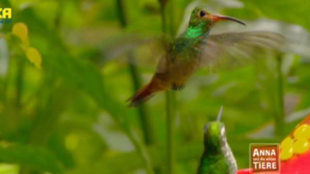 Kolibris - Die Meisterflieger