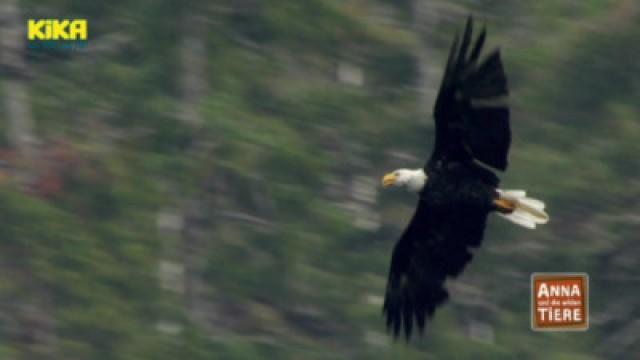 Wie der Seeadler fliegt