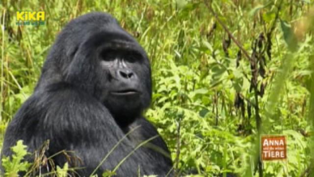 Auf den Spuren der Berggorillas