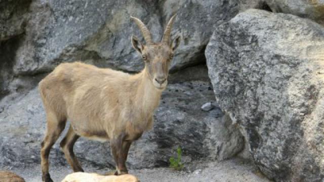 Wo klettert der Steinbock?