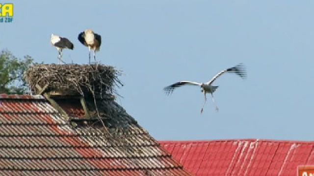 Wo klappert der Storch?