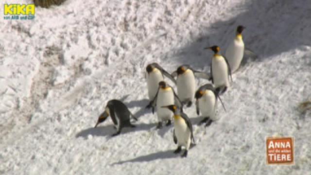 Praktikum bei den Pinguinen