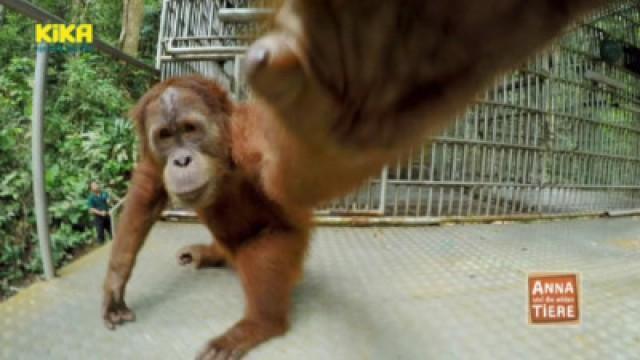 Orang-Utans in der Schule