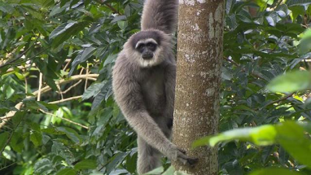 Der Gesang der Gibbons